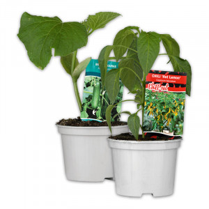 /ext/img/product/angebote/25_05_28/100_gurkenpflanze-vielfalt-mix-hot-peppers_wo_1.jpg