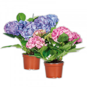/ext/img/product/angebote/25_05_28/100_hortensie_wo_1.jpg