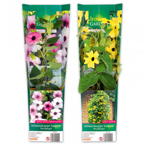 /ext/img/product/angebote/25_05_28/100_schwarzaeugige-susanne-bleiwurz_1.jpg