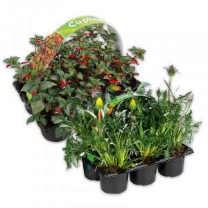 /ext/img/product/angebote/25_05_28/100_sommergarten_1.jpg
