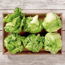 Filderstädter Eisbergsalat