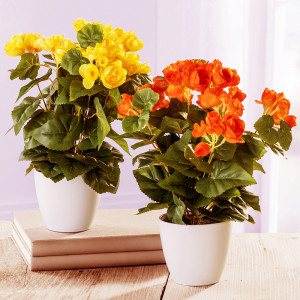 /ext/img/product/angebote/25_06_02/300_deko-bluehpflanzen_1499_1.jpg