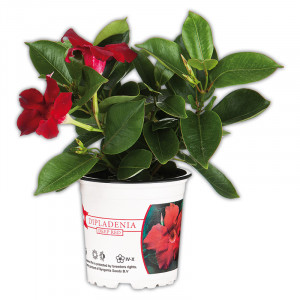 /ext/img/product/angebote/25_06_04/100_dipladenia_wo_1.jpg