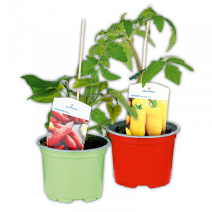 /ext/img/product/angebote/25_06_04/100_fruchtgemuese-tomaten_wo_1.jpg