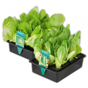 /ext/img/product/angebote/25_06_04/100_gemuesepflanzen-mix_1.jpg