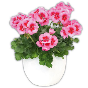 /ext/img/product/angebote/25_06_04/100_geranien-mix_1.jpg