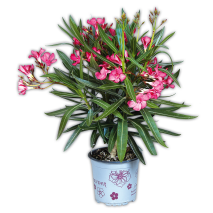 Oleander Midi