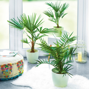 /ext/img/product/angebote/25_06_04/100_palme_1.jpg