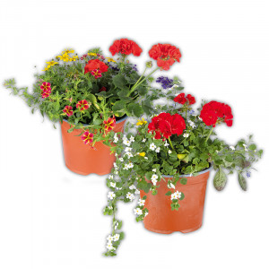 /ext/img/product/angebote/25_06_04/100_sommer-solitaer-kuebel-quattros_wo_1.jpg