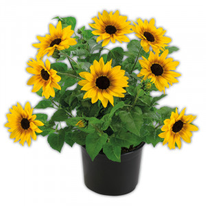 /ext/img/product/angebote/25_06_04/100_sonnenblume_1.jpg