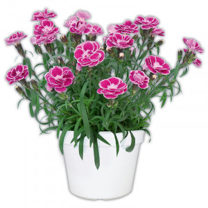 /ext/img/product/angebote/25_06_04/100_topfnelken_1.jpg