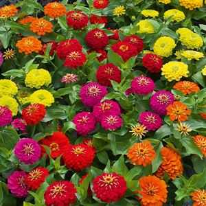 /ext/img/product/angebote/25_06_04/100_zinnien_1.jpg