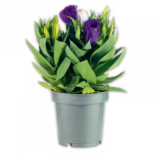 /ext/img/product/angebote/25_06_11/100_eustoma_1.jpg