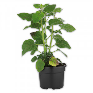 /ext/img/product/angebote/25_06_11/100_physalis-kapstachelbeere_wo_1.jpg