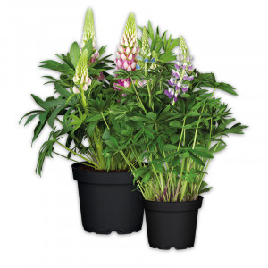 /ext/img/product/angebote/25_06_11/100_riesen-lupinen-busch_wo_1.jpg