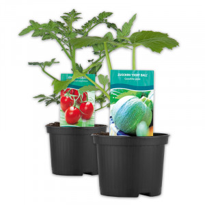 /ext/img/product/angebote/25_06_11/100_snack-gemeuse-zucchini-besonderheiten_wo_1.jpg