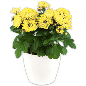 /ext/img/product/angebote/25_06_11/100_topfchrysantheme_wo_1.jpg