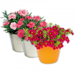 /ext/img/product/angebote/25_06_11/100_verbene-calibrachoa-kaisernelke_1.jpg