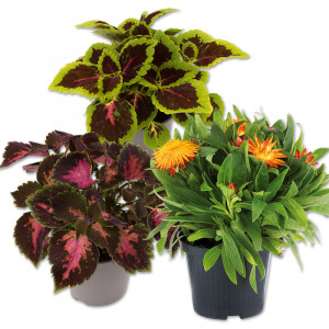 /ext/img/product/angebote/25_06_18/100_balkon-beetpflanzen_1.jpg