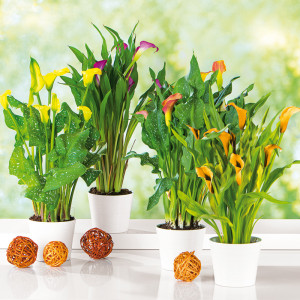 /ext/img/product/angebote/25_06_18/100_calla_1.jpg