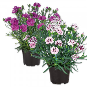/ext/img/product/angebote/25_06_18/100_duftnelke_wo_1.jpg