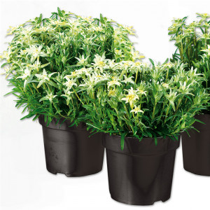 /ext/img/product/angebote/25_06_18/100_edelweiss_wo_1.jpg