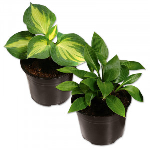 /ext/img/product/angebote/25_06_18/100_funkie-hosta-xl_wo_1.jpg