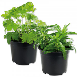 /ext/img/product/angebote/25_06_18/100_grossstauden_wo_1.jpg