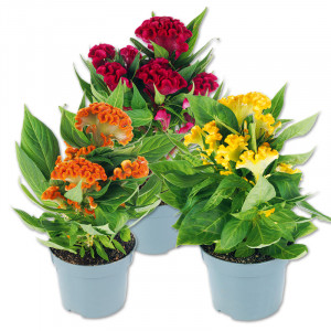 /ext/img/product/angebote/25_06_18/100_hahnenkamm_wo_1.jpg