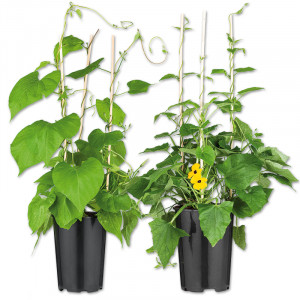 /ext/img/product/angebote/25_06_18/100_sommerschlingpflanzen_1.jpg
