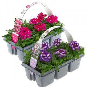 /ext/img/product/angebote/25_06_18/100_verbenen-variation_wo_1.jpg