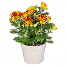Produktbild »Chrysanthemen«