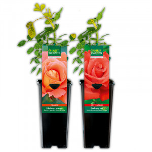 Produktbild »Freiland Rose«