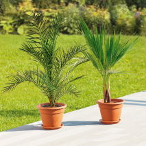 Produktbild »Große Terrassenpalme«
