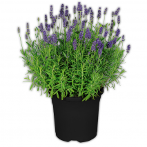 Produktbild »Lavendel«
