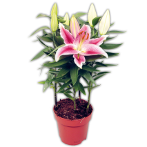 Produktbild »Lilien Starlight Express«