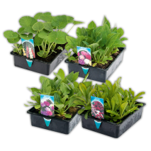 Produktbild »Sommer-Jungpflanzen«