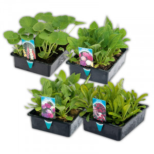 Produktbild »Sommer-Jungpflanzen«