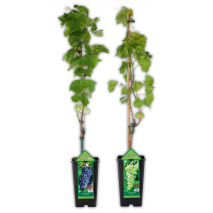 Produktbild »Veredelte kernarme Vitis Vinifera Tafeltrauben«