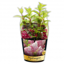 Rispenhortensie