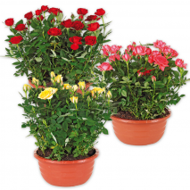 Rosen in Schale