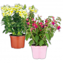 Sommerblumen Mix