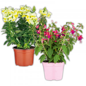 Produktbild »Sommerblumen Mix«