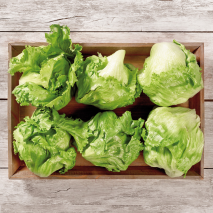 Rheinländer Eisbergsalat