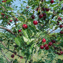 Produktbild »Vogelschutznetz 'Premium'«