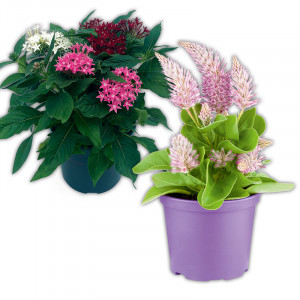 Produktbild »Pentas Trio / Celosia Mono / Haarschöpfchen«