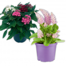 Produktbild »Pentas Trio / Celosia Mono / Haarschöpfchen«