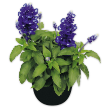 Produktbild »Salvia«