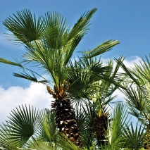 Produktbild »Winterharte Palme«