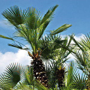 Produktbild »Winterharte Palme«